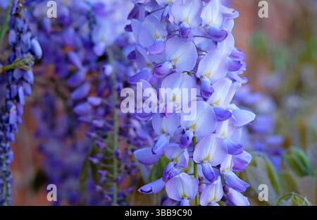 blue wisteria sinensis prolific, norfolk, angleterre Banque D'Images