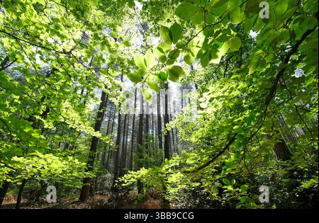 lumière du soleil rétroéclairée à travers des feuilles de printemps vert vif dans un cadre boisé, norfolk, angleterre Banque D'Images