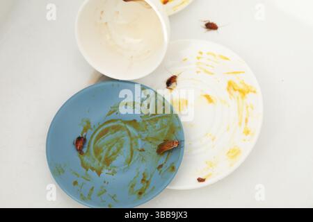 Cafards rampant sur la vaisselle sale dans l'évier de cuisine, vue de dessus Banque D'Images