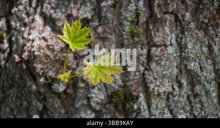 Gros plan capture des feuilles d'érable fraîches et éclatantes émergeant d'un tronc d'arbre altéré, montrant textures et détails. Banque D'Images
