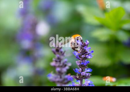 Gros plan d'un bourdon (Bombus pascuorum) recueillant le nectar d'une fleur de bourgeon bleu (Ajuga reptans) avec un fond mou et une faible profondeur de fiel Banque D'Images