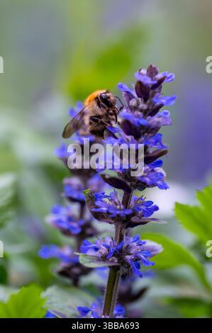 Gros plan d'un bourdon (Bombus pascuorum) recueillant le nectar d'une fleur de bourgeon bleu (Ajuga reptans) avec un fond mou et une faible profondeur de fiel Banque D'Images