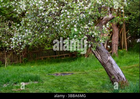 Pommier en fleurs (Malus domestica) avec tronc visible et couronne couverte de fleurs. En arrière-plan, l'herbe verte et une vieille clôture en bois évoquent une rouille Banque D'Images