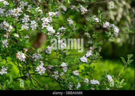 Gros plan de fleurs de pomme (Malus domestica) en fleurs dans une douce lumière printanière. Les délicats pétales et bourgeons blancs capturent l'essence de la beauté du verger A. Banque D'Images
