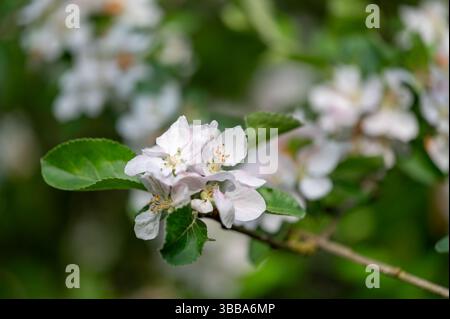 Gros plan de fleurs de pomme (Malus domestica) en fleurs dans une douce lumière printanière. Les délicats pétales et bourgeons blancs capturent l'essence de la beauté du verger A. Banque D'Images