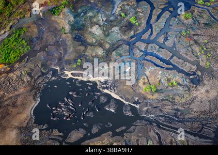 Vue aérienne d'un groupe d'hippopotames vallonnés dans les eaux boueuses du parc humide iSimangaliso, dans le KwaZulu Natal, Afrique du Sud, entouré d'un réseau vivant Banque D'Images