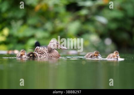 Un canard colvert et des canetons à Morden Hall Park, au sud de Londres. Date de la photo : jeudi 15 mai 2025. Banque D'Images