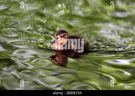 Un canard colvert à Morden Hall Park, au sud de Londres. Date de la photo : jeudi 15 mai 2025. Banque D'Images