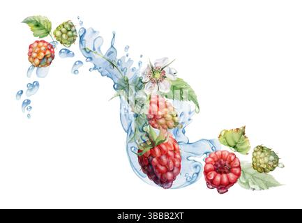 Framboise baies de jardin mûres volant dans les éclaboussures d'eau feuilles de fleurs, gouttes de rosée humide humide, dewberry cloudberry mûrier mûrier loganberry. Isolé Banque D'Images