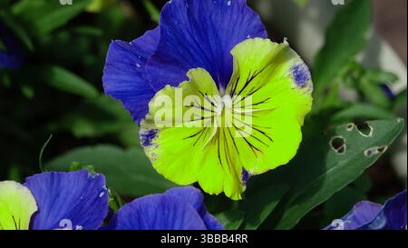 Gros plan sur les fleurs vibrantes de la pensée violette et jaune en fleurs Banque D'Images