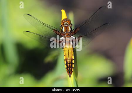 Libellule Chaser femelle à corps large (Libellula depressa) Banque D'Images