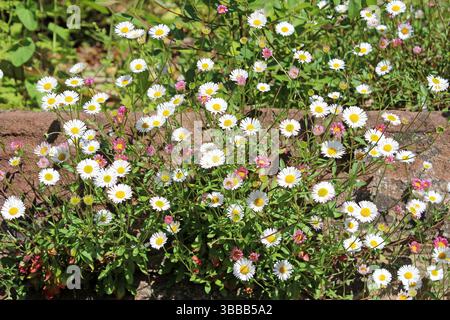 Fleabane Erigeron karvinskianus mexicaine - Banque D'Images