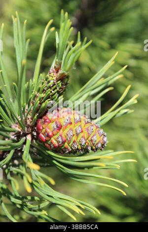 Pommes de pin sur Pinus Mugo Winter Gold Banque D'Images