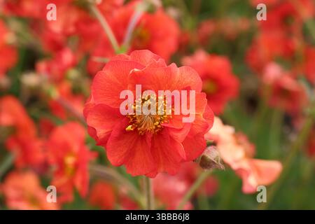 Geum Scarlet Tempest. Avens Scarlet Tempest affichant des fleurs écarlate distinctives dans une bordure de jardin printanière tardive. ROYAUME-UNI Banque D'Images