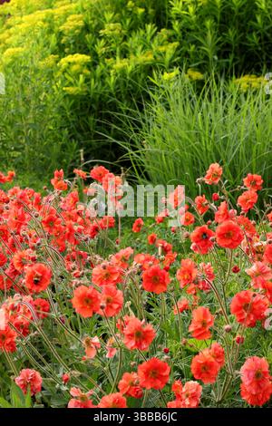 Geum Scarlet Tempest avec Euphorbia griffithii 'Dixter' dans une bordure de jardin de printemps tardif. ROYAUME-UNI Banque D'Images