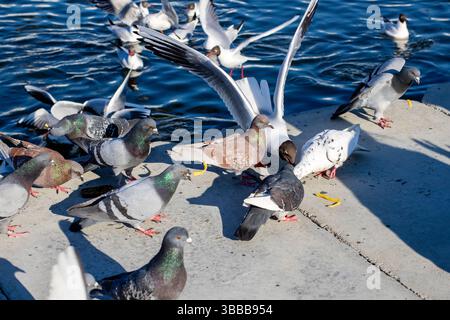 Un grand troupeau de pigeons est rassemblé sur une surface plane en béton qui est située près de l'eau chatoyante dans le voisinage Banque D'Images