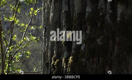 La scène de forêt printanière présente des branches en herbe illuminées par la lumière dorée du soleil, contrastées par le tronc couvert de mousse d'un chêne vieilli en gros plan, Banque D'Images