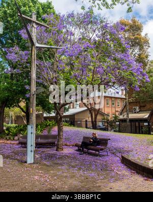 Une femme est assise sur un banc sous un Jacaranda en fleurs à Paddington, Sydney - entourée de pétales violets tombés Banque D'Images