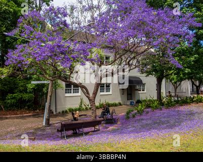 Deux femmes assises sur des bancs sous un Jacaranda en fleurs à Paddington, Sydney - entourées de pétales violets tombés Banque D'Images