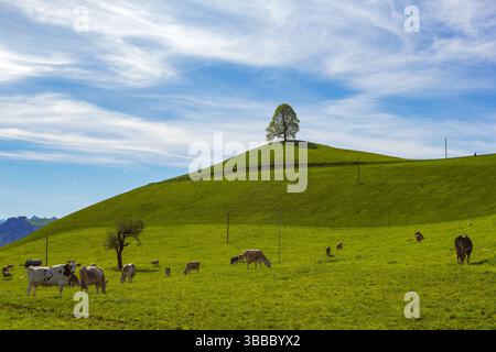 Collines de Drumlin avec un seul arbre sur le dessus et vaches pâturant sur la prairie Banque D'Images