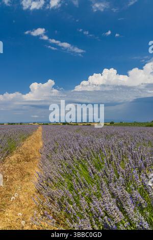 Champ de lavande en fleurs sur le plateau de Valensole, Provence, France, sous un ciel bleu vif avec des nuages cumulus Banque D'Images