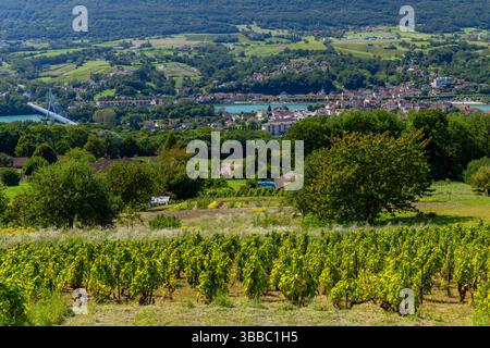 Paysage pittoresque à Seyssel, en France, avec des vignobles, le Rhône, un pont à haubans moderne et des collines ondulantes Banque D'Images
