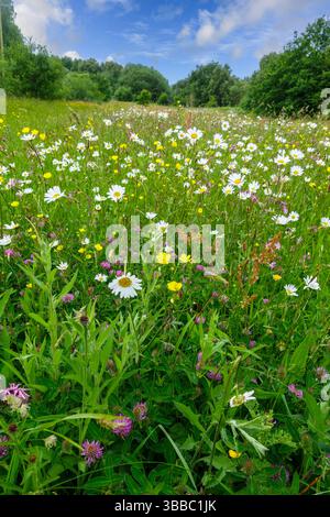 Prairie de fleurs sauvages à Bateswood nature Reserve, un site du Staffordshire Wildlife Trust, Newcastle-under-Lyme, Stoke-on-Trent, Staffordshire, Angleterre, ROYAUME-UNI Banque D'Images
