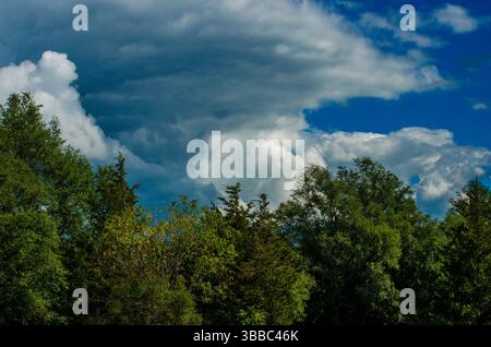 cimes d'arbres vertes sous un ciel bleu plein de nuages Banque D'Images