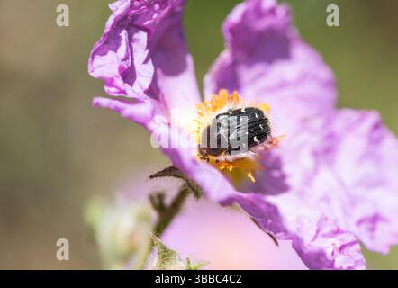 Un coléoptère de la fleur des pommiers (Tropinota hirta) sur une fleur de Cistus à Xanthos, Turkiye Banque D'Images