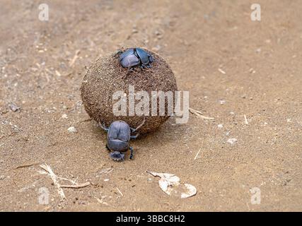 Gros plan d'un couple de bousiers africains (Scarabaeus satyrus) sur une boule de bouse Banque D'Images