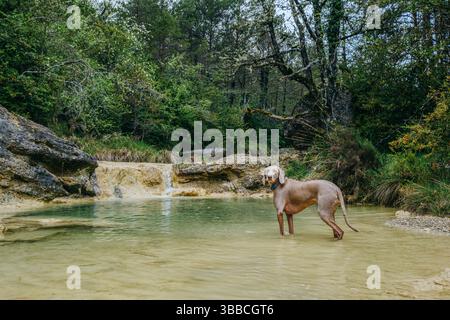 Chien athlétique Weimaraner se rafraîchissant dans les eaux cristallines du bassin calcaire naturel avec petite cascade dans un cadre boisé. Weimaraner au gemme caché s Banque D'Images