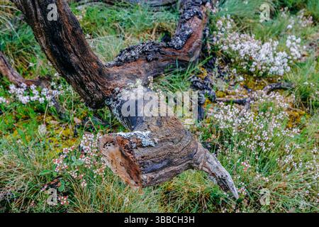 Racine d'arbre tordue altérée avec lichen poussant parmi les fleurs sauvages blanches délicates et l'herbe verte. Gros plan de la texture de vieux bois noueux dans Mountain mea Banque D'Images