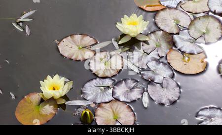 Fleurs de lotus jaunes flottant dans un étang tranquille avec des nénuphars, baignées de soleil. Banque D'Images