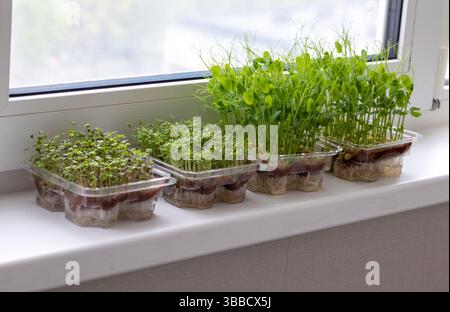 Pousses fraîchement germées de micro verts dans les récipients en plastique sur le tapis de jute. Placé sur le rebord de la fenêtre dans le balcon de l'appartement moderne Banque D'Images