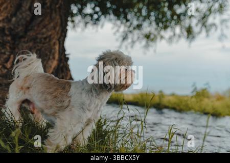 Chien Shih Tzu sur la rive d'un ruisseau en été Banque D'Images