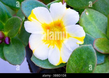 Image détaillée d'une fleur jaune-blanche de purslane commun (Portulaca oleracea) Banque D'Images
