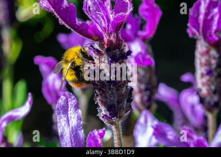 Une abeille recueille le nectar d'une fleur de lavande violette Banque D'Images