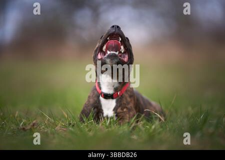 Staffordshire Bull Terrier allongé sur l'herbe Banque D'Images