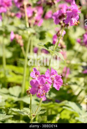 Grue de roche ou Geranium macrorrhizum fleurissant des fleurs roses dans le jardin Banque D'Images