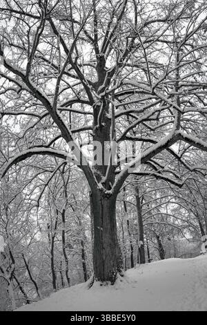 Un étroit sentier forestier recouvert de feuilles d'automne tombées serpente à travers des arbres brumeux. La lumière diffusée filtrant à travers les branches crée une magie Banque D'Images