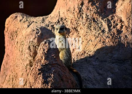 Suricat à l'affût des prédateurs pour la famille. La suricate, également connue sous le nom de Suricate, est Une espèce de mammifère de la famille Mongoose. Banque D'Images