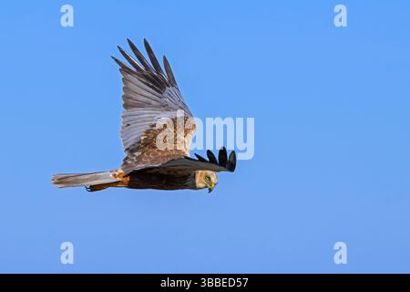 Harrier de marais eurasien / harrier de marais occidental (Circus aeruginosus) mâle en vol contre le ciel bleu Banque D'Images