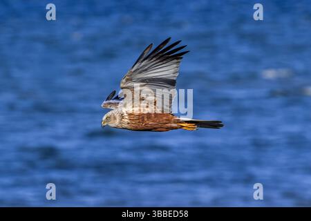 Marais eurasien harrier / marais ouest harrier (Circus aeruginosus) mâle volant au-dessus de l'eau de mer le long de la côte Banque D'Images