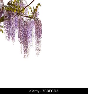 Branche fleurie Wisteria avec fleurs colorées suspendues isolées sur blanc avec chemin de découpage inclus. Elément graphique avec espace de copie Banque D'Images