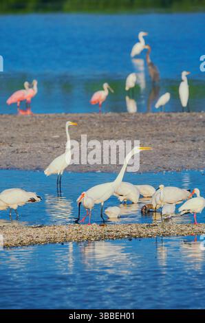 Groupe de pêche aux grandes aigrettes blanches (Ardea alba) et aux cuillères de rosé (Platalea ajaja), île de Sanibel, Floride, états-unis Banque D'Images