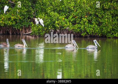 Groupe de pélicans bruns (Pelecanus occidentalis) pêche, île de Sanibel, J.N. Ding Darling National Wildlife refuge, Floride, États-Unis Banque D'Images