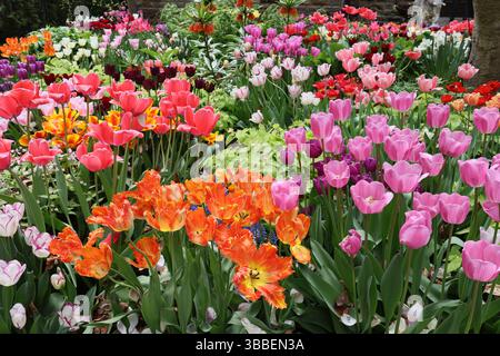 Plantation de masse colorée de différentes variétés de tulipes Banque D'Images