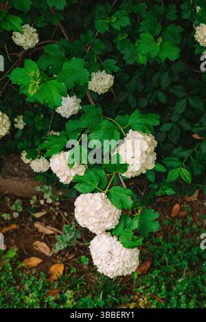 Le Viburnum boule de neige (Viburnum opulus) fleurit avec des grappes de fleurs blanches luxuriantes et des feuilles vertes éclatantes. Banque D'Images