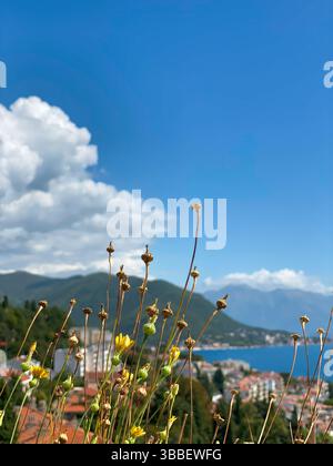 Fleurs sauvages et toits de tuiles floues de la vieille ville de Herceg Novi et de la baie de Kotor, vue depuis la forteresse de Kanli Kula Banque D'Images