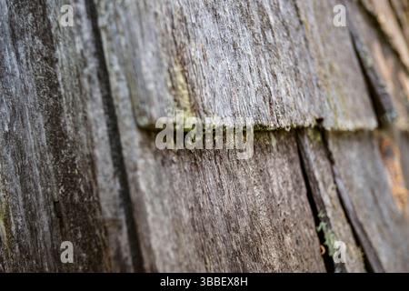 Détail en gros plan de bardeaux de cèdre altérés sur la vieille grange Banque D'Images